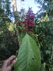 Phlogacanthus curviflorus