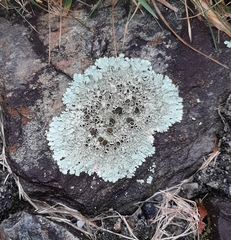 Xanthoparmelia plittii