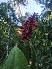 Phlogacanthus curviflorus