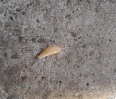 Atelurinae