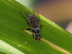 Anthomyia pluvialis