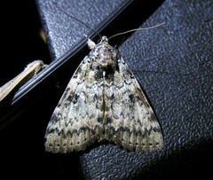 Catocala connubialis