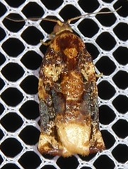 Archips micaceana