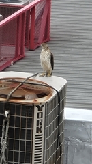 Accipiter cooperii