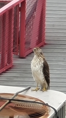 Accipiter cooperii