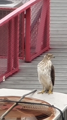 Accipiter cooperii