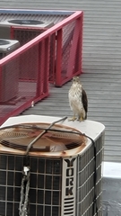 Accipiter cooperii