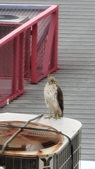 Accipiter cooperii