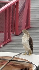Accipiter cooperii