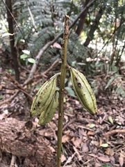 Eulophia zollingeri