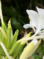 Ropalidia romandi