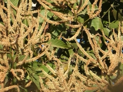 Triplaris americana