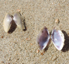 Iphigenia brasiliensis