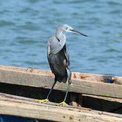 Egretta garzetta dimorpha