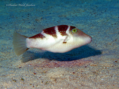 Canthigaster cyanospilota