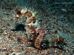 Hippocampus jayakari