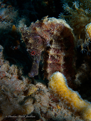 Hippocampus kuda