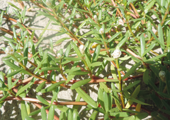 Blutaparon portulacoides