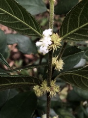 Lasianthus curtisii