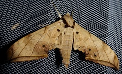 Ambulyx substrigilis