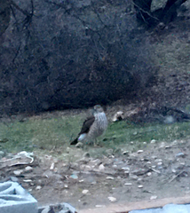 Accipiter
