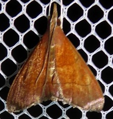 Hemiscopis sanguinea