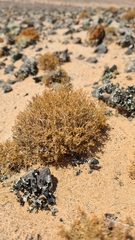 Teloschistes capensis