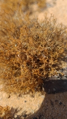 Teloschistes capensis