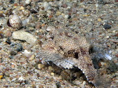 Eurypegasus draconis