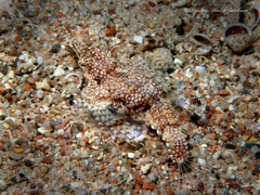 Eurypegasus draconis