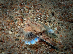 Eurypegasus draconis