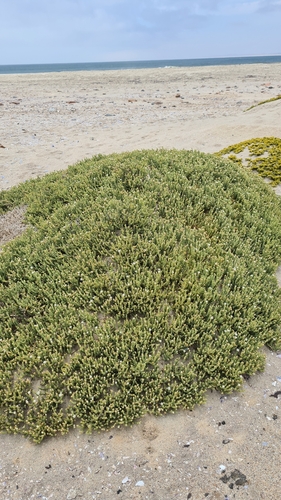 Mesembryanthemum kuntzei (Mesembryanthemum kuntzei)