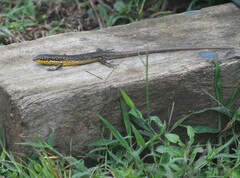 Trachylepis