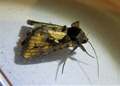 Argyrogramma verruca