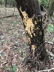 Pycnoporellus alboluteus