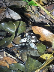 Lycodon futsingensis