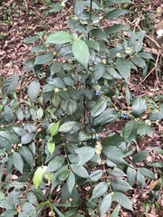 Lasianthus formosensis