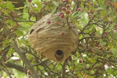 Dolichovespula maculata