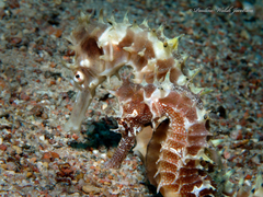 Hippocampus jayakari