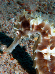 Hippocampus jayakari