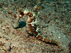 Hippocampus jayakari