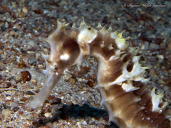 Hippocampus jayakari