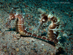 Hippocampus jayakari