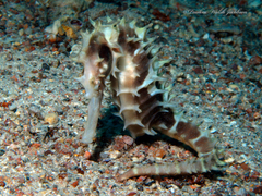 Hippocampus jayakari