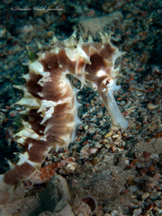 Hippocampus jayakari