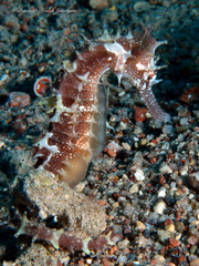Hippocampus jayakari