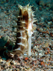 Hippocampus jayakari