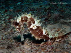 Hippocampus jayakari