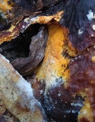 Hypomyces aurantius