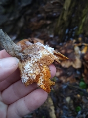 Hypomyces aurantius
